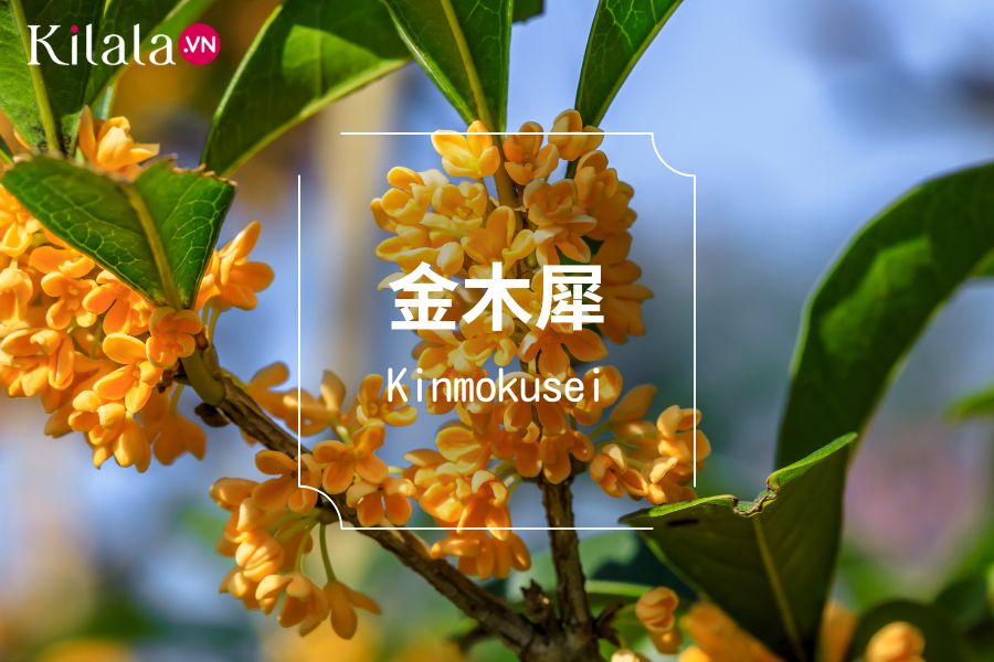 kinmokusei-moc-huong